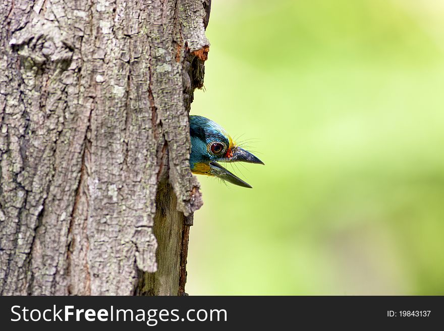 Black-browed Barbet a bird hatching at nest on a tree hole