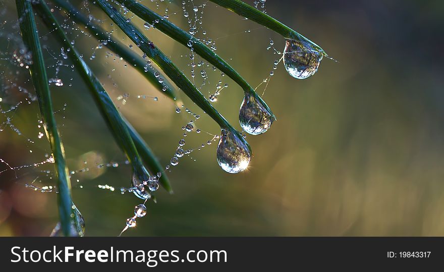 Pine needle with big dewdrops