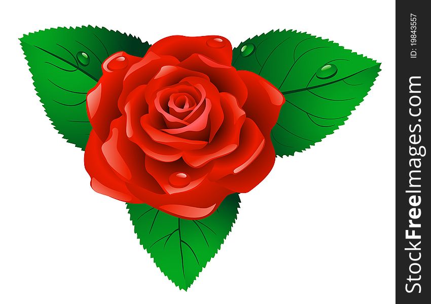 Red rose with green leafs on white background. Red rose with green leafs on white background.
