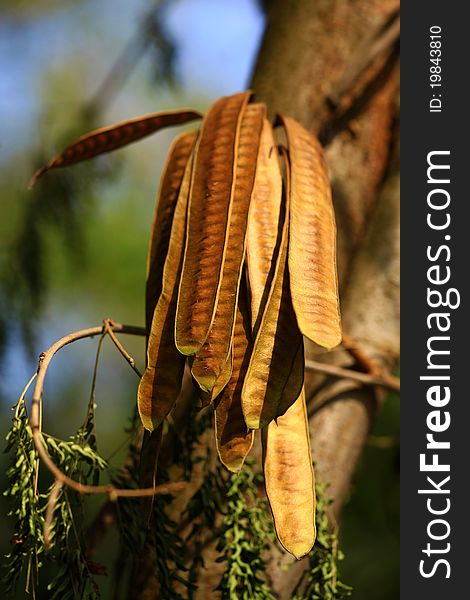 Closeup shot of red tamarind pods with beautiful background.