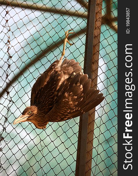 Heron bird stuck in to metal cage. Heron bird stuck in to metal cage.