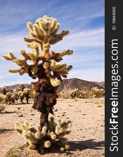 Jumping or Teddy Bear Cholla cactus (Cylindropuntia fulgida) in Joshua Tree National Monument, California. Jumping or Teddy Bear Cholla cactus (Cylindropuntia fulgida) in Joshua Tree National Monument, California.