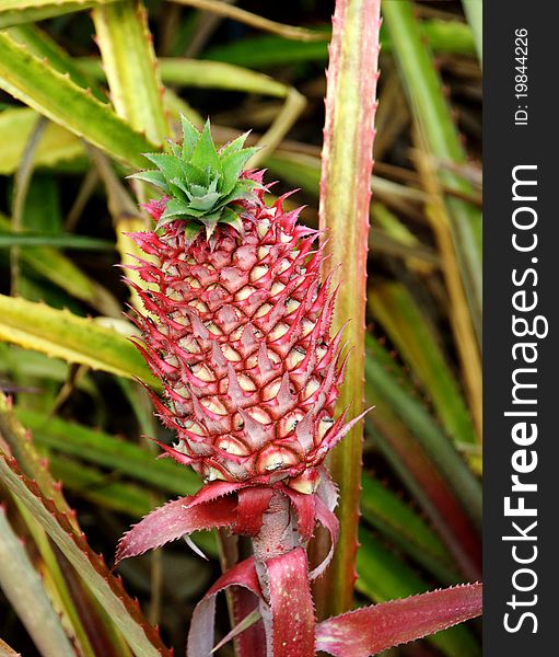 A close up of a pineapple plant and fruit.