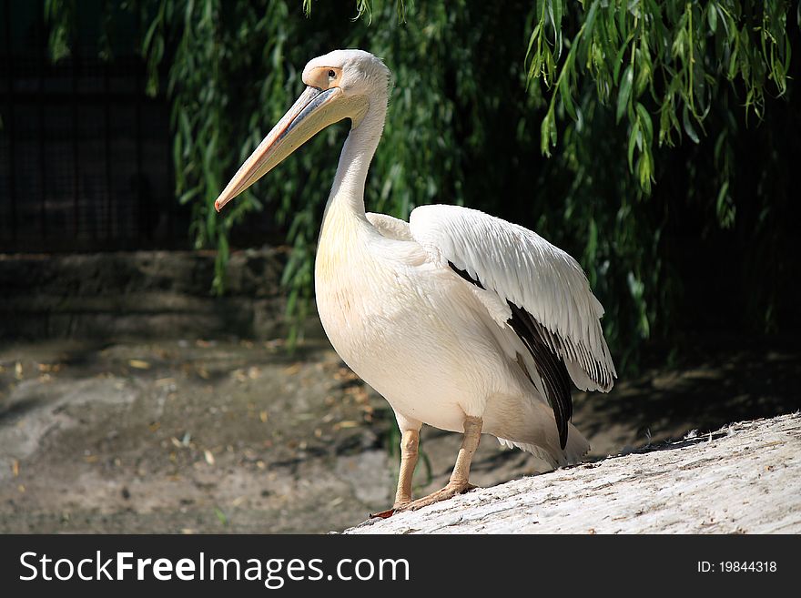 This photograph depicts a white pelican who lives in a zoo in Ukraine.