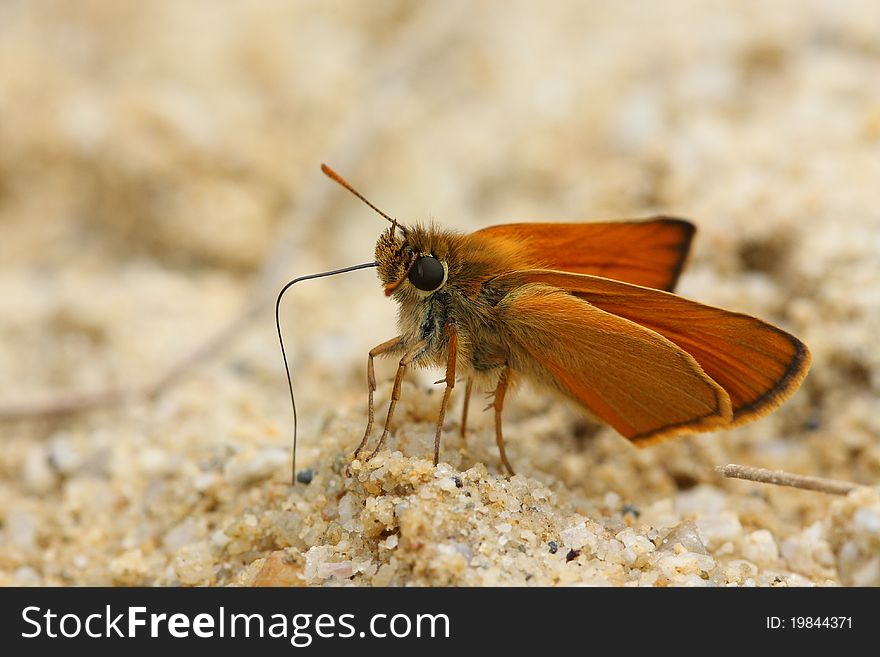 Butterfly called small skipper drinking on sand watter. Butterfly called small skipper drinking on sand watter