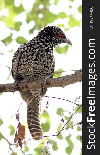 The Asian Koel (Eudynamys scolopaceus) is a member of the cuckoo order of birds, the Cuculiformes. It is found in South Asia, China, and Southeast Asia. It often includes the Black-billed and Pacific Koels as subspecies. The Asian Koel is a brood parasite that lays its eggs in the nests of crows, with the young being raised by crows. They are unusual among the cuckoos in being largely frugivorous as adults.