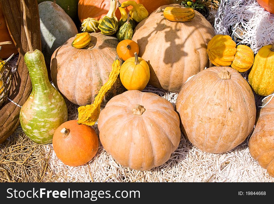 Colorful pumpkins collection on the autumn market