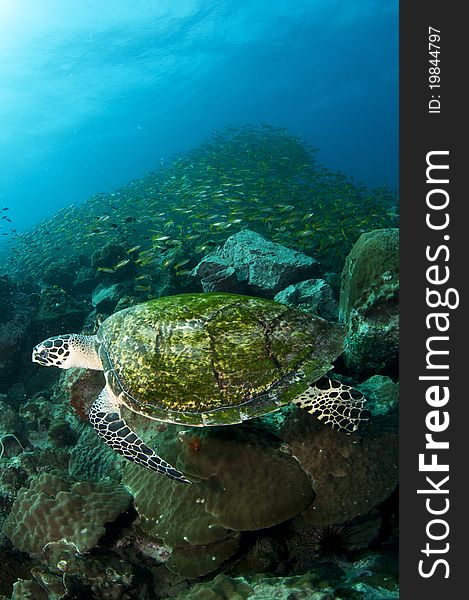 Sea turtle and school of fish