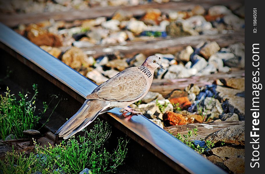 A grey bird rest on train track