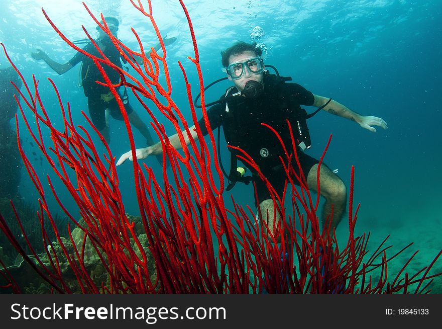 Divers swim on underwater coral reef. Divers swim on underwater coral reef