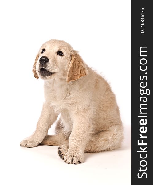 Portrait of a young, charming  Golden Retriever in the studio. Portrait of a young, charming  Golden Retriever in the studio