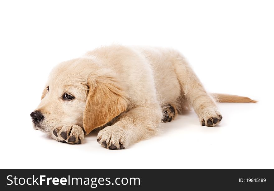 Portrait of a young, charming Golden Retriever in the studio. Portrait of a young, charming Golden Retriever in the studio