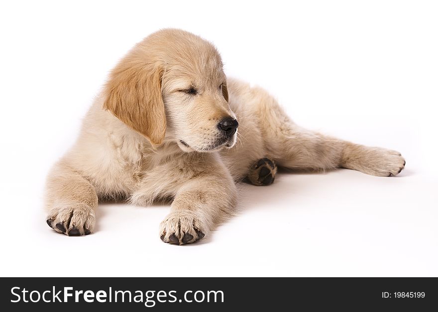 Portrait of a young, charming  Golden Retriever in the studio. Portrait of a young, charming  Golden Retriever in the studio