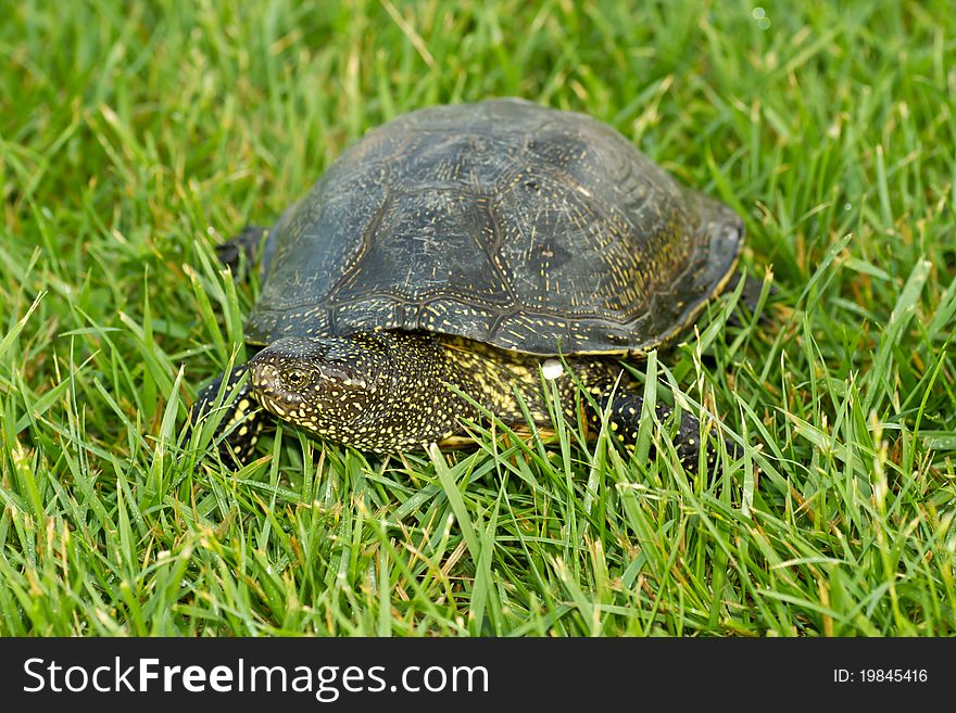 Turtle slowly crawling on the grass