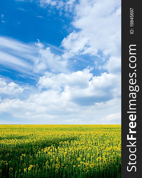 Sunflower field and blue sky with white clouds. Sunflower field and blue sky with white clouds.