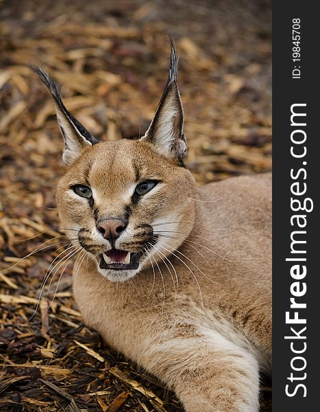 African Caracal lying on ground showing sharp teeth