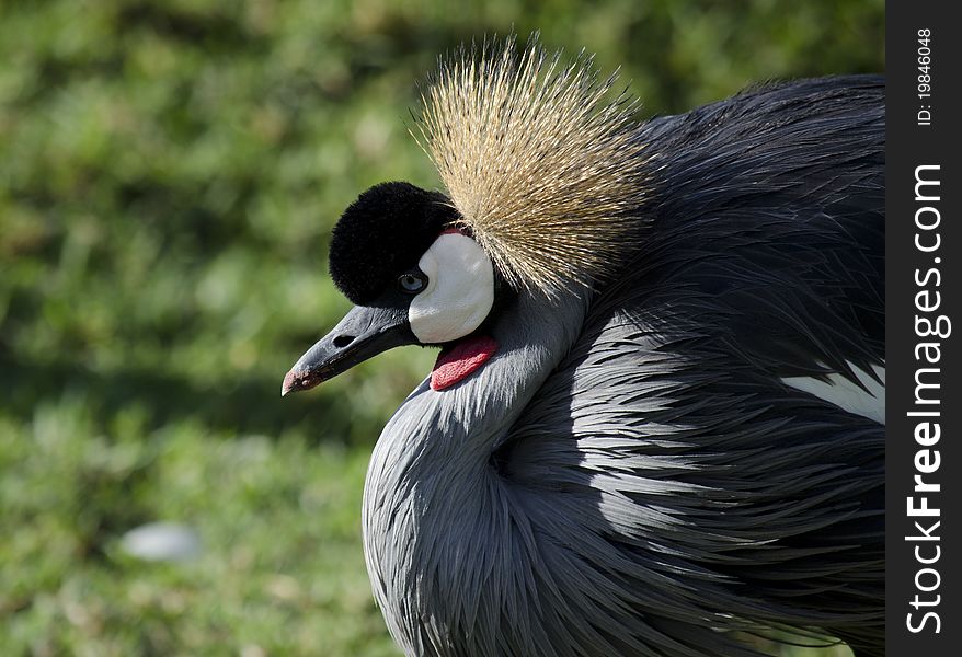 South African Crowned Crane bird
