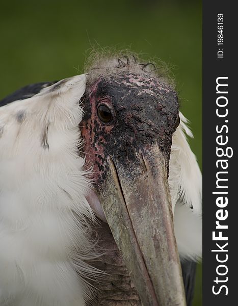 Marabou Stork ugly face bird