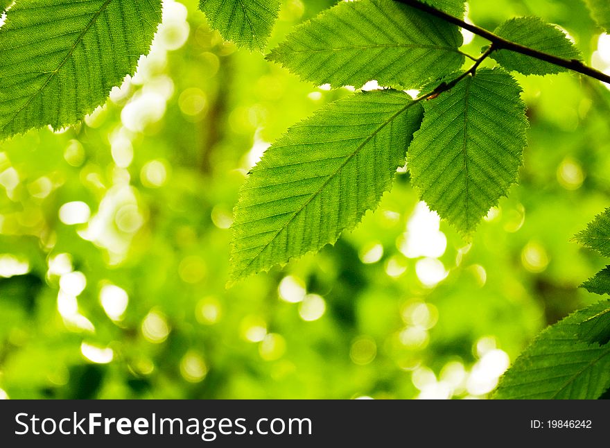 Lime green leaves on a white background. Lime green leaves on a white background