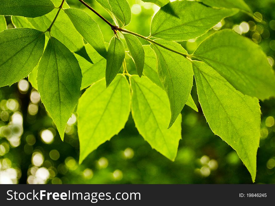 Lime green leaves on a white background. Lime green leaves on a white background