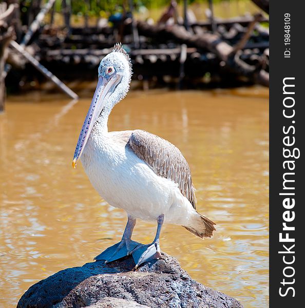 A majestic Dalmatian pelican standing