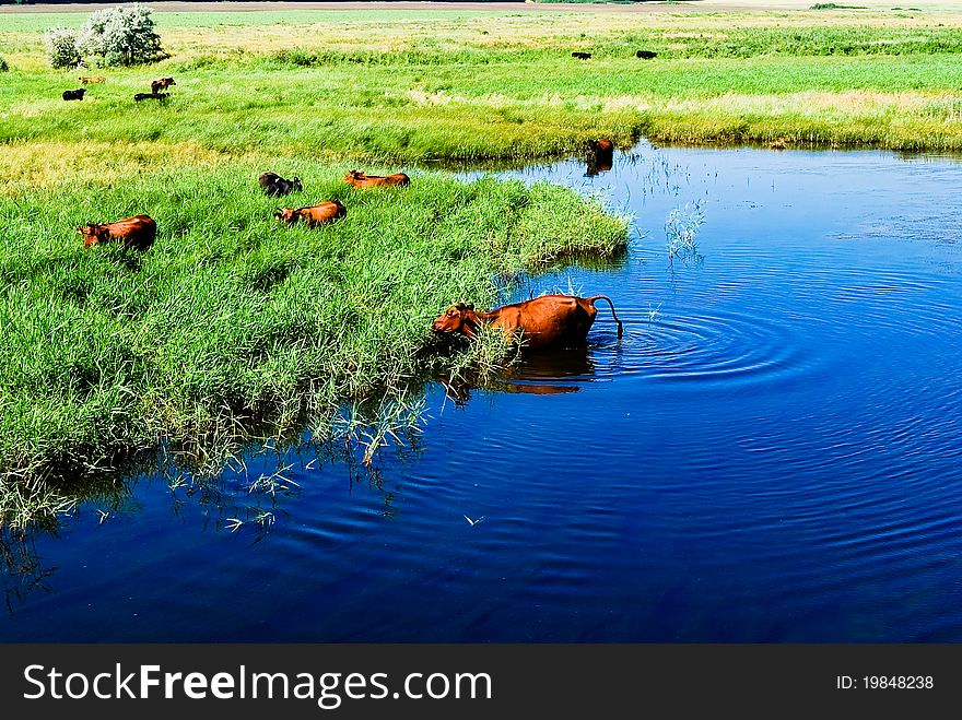 Brown cows standing in the river. Brown cows standing in the river