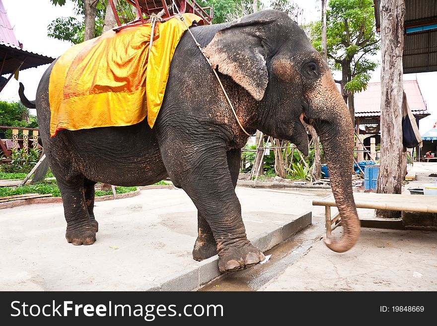 Thai Elephant Conservation Centre in Ayutthaya.