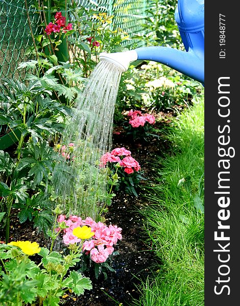 Water Pouring And Blooming Flower Bed