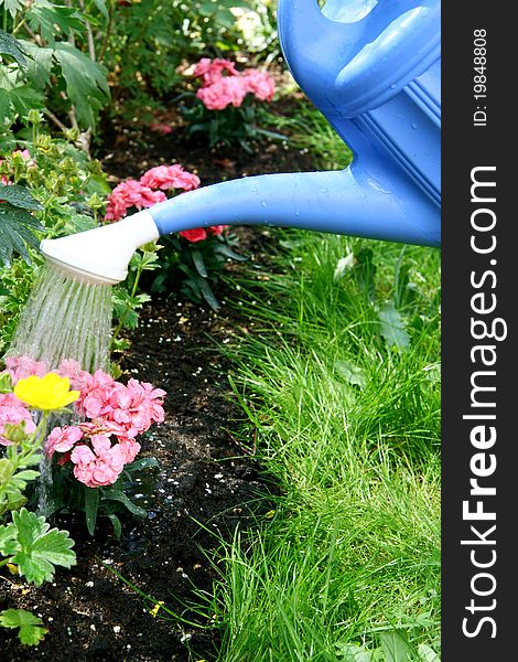 Water pouring from blue watering can onto blooming flower bed. Water pouring from blue watering can onto blooming flower bed