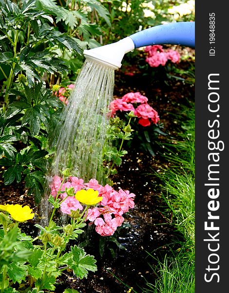 Water pouring from blue watering can onto blooming flower bed. Water pouring from blue watering can onto blooming flower bed