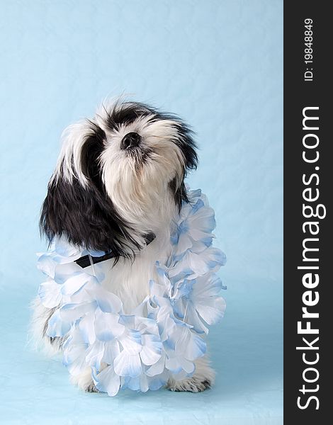 Black and white Shih Tzu pup in an Hawai mood on a blue background.