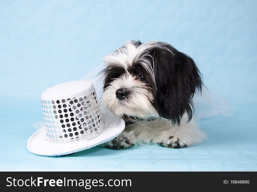 Black and white Shih Tzu pup with a wedding hat on blue background.
