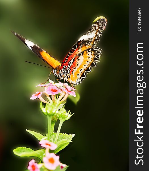 Butterfly And Flower