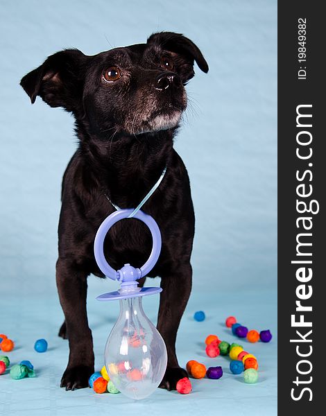 A black terrier on blue background with a large baby pacifier around her neck.