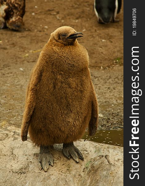 A puppy penguin posing for the camera