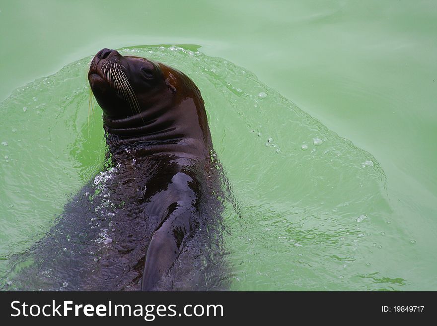 A female sea lion swimming in the water