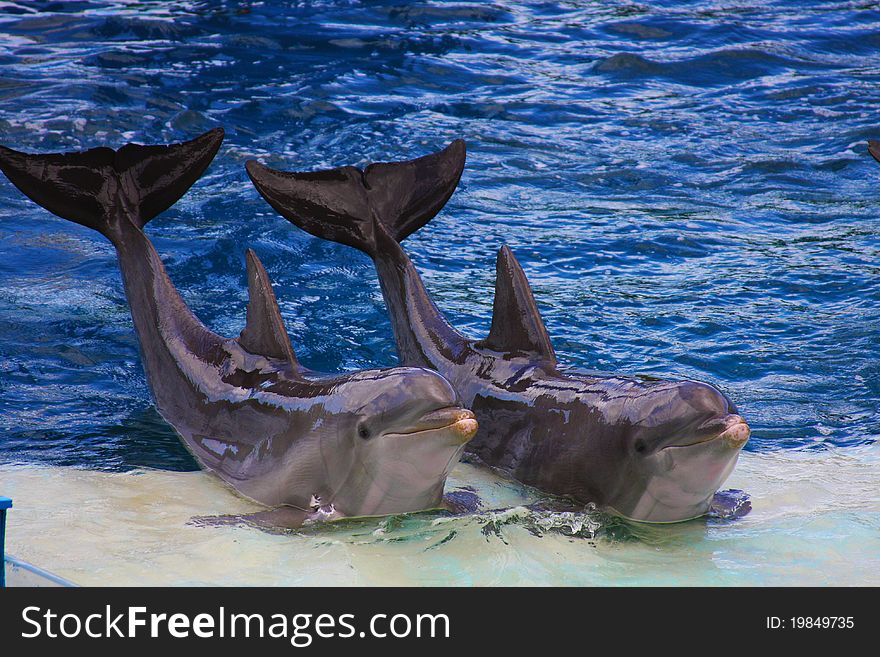 Dolphins acting in the aquarium