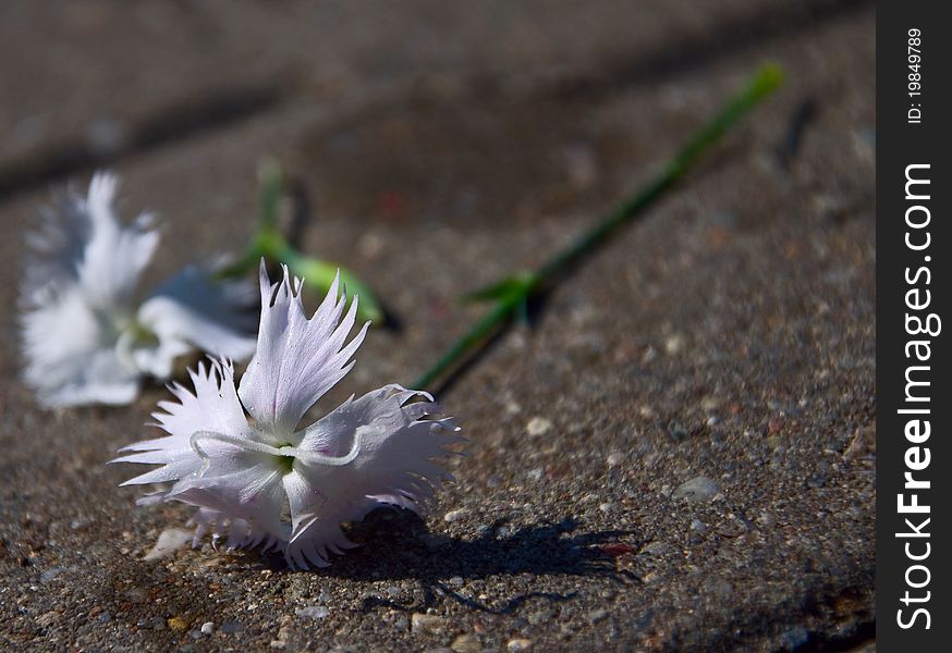 Paving killed innocent flower carnation. Paving killed innocent flower carnation