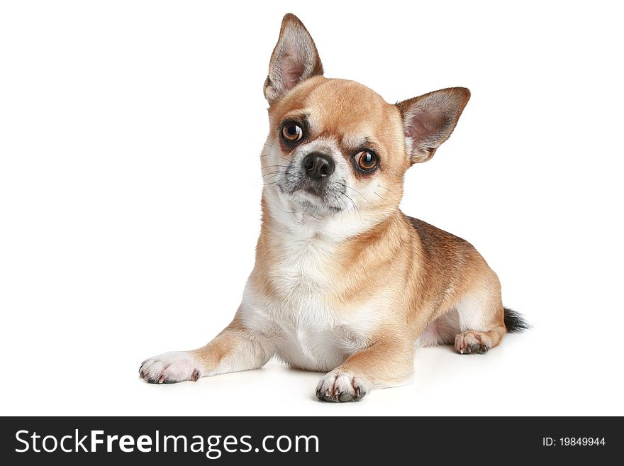 Adult Chihuahua lying on a white background