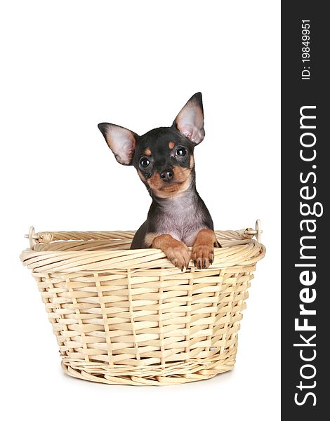 Funny Toy Terrier puppy in basket on a white background