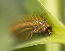 Brenthis Daphne - Caterpillar Royalty Free Stock Photos