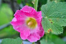 Hollyhock Flower Stock Photography Hollyhock Flower Stock Photography