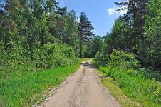 Country Road In Forest Stock Image