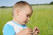 Little Boy Smelling Marguerite Stock Image Little Boy Smelling Marguerite Stock Image