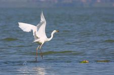 Great Egret Flying Royalty Free Stock Photo Great Egret Flying Royalty Free Stock Photo