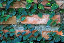 Ivy On The Brick Wall Royalty Free Stock Photo Ivy On The Brick Wall Royalty Free Stock Photo