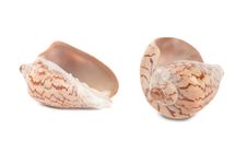 Seashells Stock Photos Seashells Stock Photos