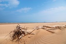 Dead Wood Seaside Beach Stock Photo