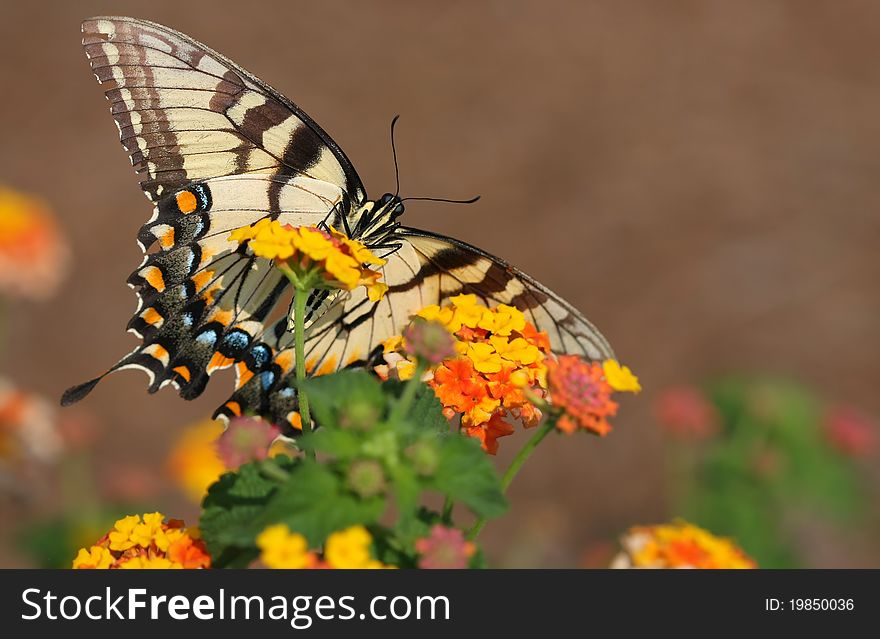 Eastern Tiger Swallowtail Feeding on a Beautiful Flowers