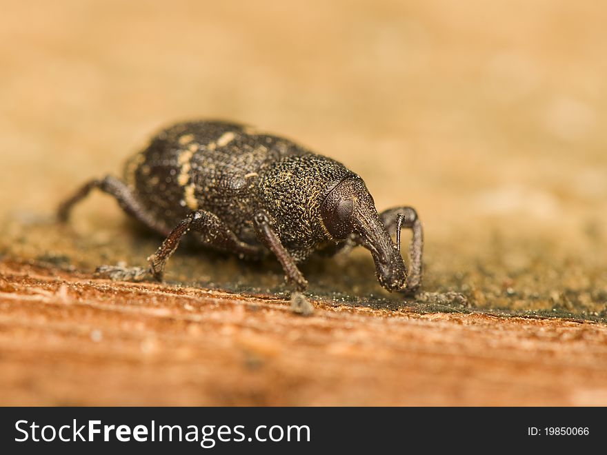 Hylobius abietis - Beetle - forest pest